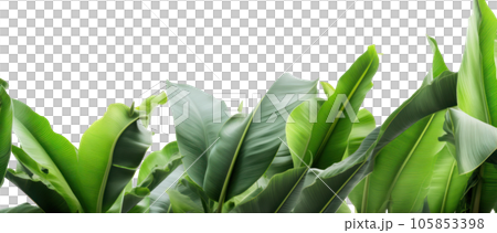 Group of banana leaves in row isolated Group of banana leaves in row isolated 105853398