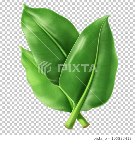 Banana leaves isolated 105853412