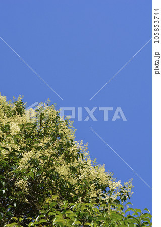 Glossy privet Glossy privet 105853744