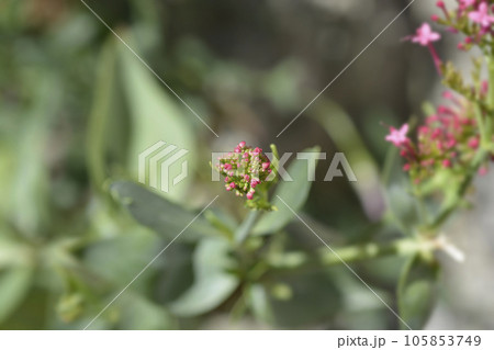 Red valerian Red valerian 105853749