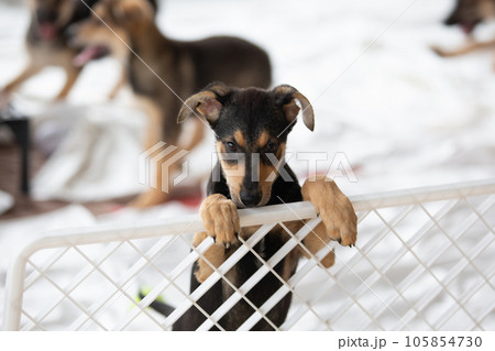 Sad puppy in shelter behind fence waiting to be rescued and adopted to new home. Shelter for animals concept. 105854730