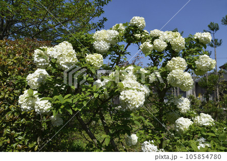 オオデマリ 105854780