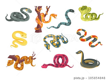 Colorful poisonous snakes. Cartoon suffocating reptiles. Creeping animals. Danger wildlife. Cobra and python. Venomous viper. Terrarium serpents. Predator on branch. Splendid vector set 105854848