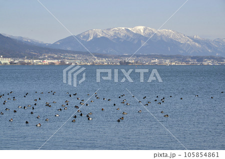 冬の琵琶湖　渡り鳥　滋賀県大津市 105854861