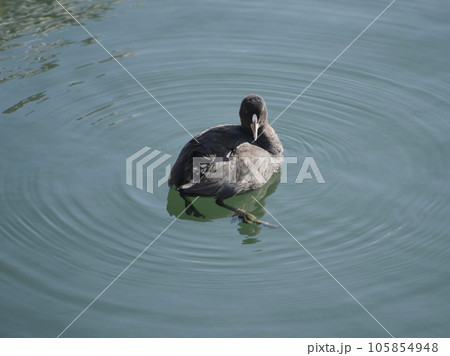 オオバン　琵琶湖の渡り鳥 105854948