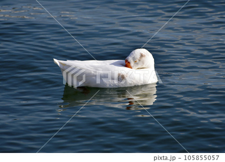 ガチョウ 琵琶湖の水鳥 ガチョウ 琵琶湖の水鳥 105855057