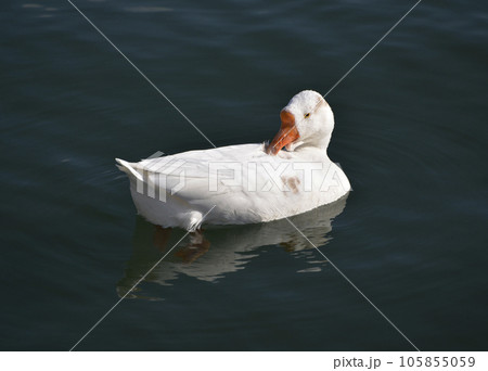 ガチョウ　琵琶湖の水鳥 105855059