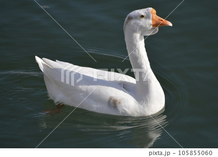 ガチョウ　琵琶湖の水鳥 105855060