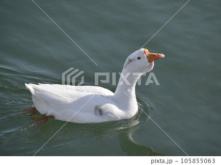 ガチョウ 琵琶湖の水鳥 ガチョウ 琵琶湖の水鳥 105855063
