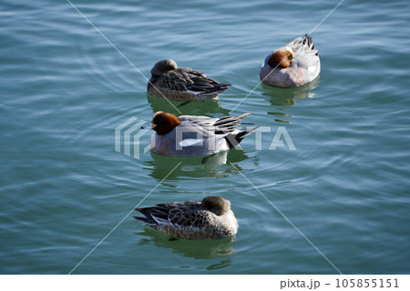 ヒドリガモ　琵琶湖の渡り鳥 105855151