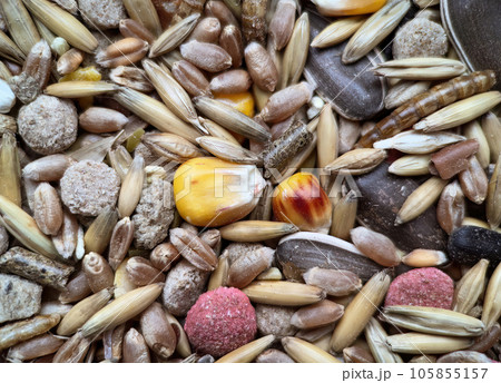 Food for rodents from oats, grass pellets, animal feed, corn, wheat Isolated on a white background Food for rodents from oats, grass pellets, animal feed, corn, wheat Isolated on a white background 105855157