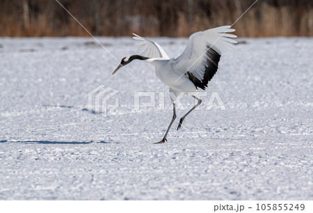 翼を広げて踊る丹頂鶴 105855249
