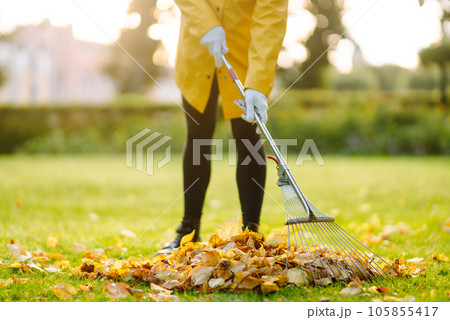 Removal of leaves in autumn garden. Rake, pile of fallen leaves on lawn in autumn park. Volunteering Removal of leaves in autumn garden. Rake, pile of fallen leaves on lawn in autumn park. Volunteering 105855417