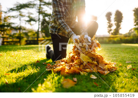 Hand collects and piles fallen autumn leaves.Volunteering, cleaning concept. Seasonal gardening. 105855419