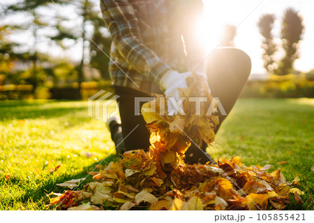 Hand collects and piles fallen autumn leaves.Volunteering, cleaning concept. Seasonal gardening. Hand collects and piles fallen autumn leaves.Volunteering, cleaning concept. Seasonal gardening. 105855421