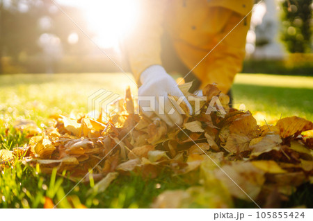 Hand collects and piles fallen autumn leaves.Volunteering, cleaning concept. Seasonal gardening. Hand collects and piles fallen autumn leaves.Volunteering, cleaning concept. Seasonal gardening. 105855424