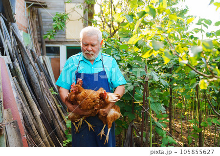 An elderly farmer with a beard in a blue apron with a red hen in his hands. An elderly farmer with a beard in a blue apron with a red hen in his hands. 105855627