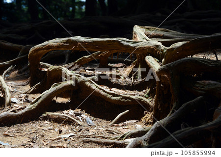 鞍馬寺 木の根道 京都市左京区 鞍馬寺 木の根道 京都市左京区 105855994