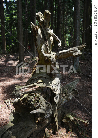 鞍馬寺 参道の枯木 京都市左京区 鞍馬寺 参道の枯木 京都市左京区 105855997
