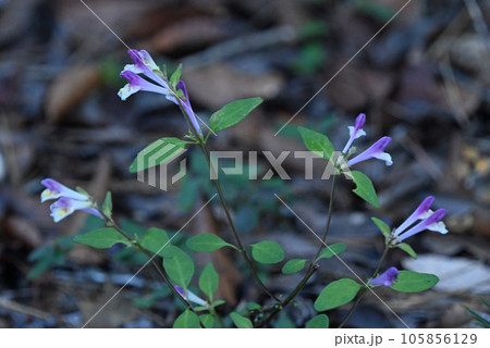 六甲の山地で見られた扇のように茎を広げた先に白色に薄い青紫色を帯びた花が綺麗なシコクママコナ 105856129