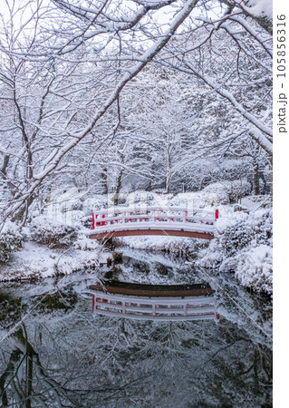 雪の中の紅葉 105856316