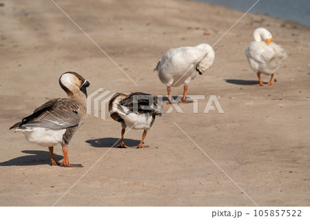 Geese are cleaning themselves.Selective focus on geese. Geese are cleaning themselves.Selective focus on geese. 105857522