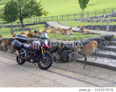 奈良公園の鹿とバイク 105857679