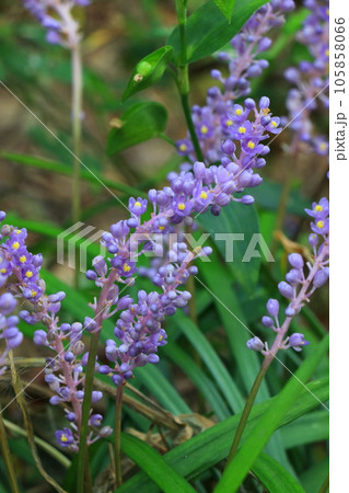 紫色の小さな花をつけたヤブランの花 105858066