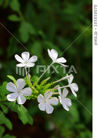 白い花のルリマツリ 白い花のルリマツリ 105858070