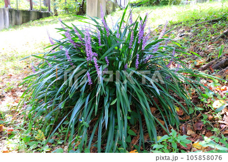 紫色の小さな花をつけたヤブランの花 105858076