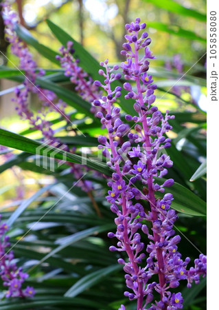 紫色の小さな花をつけたヤブランの花 紫色の小さな花をつけたヤブランの花 105858080