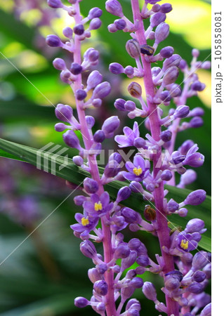 紫色の小さな花をつけたヤブランの花 105858081