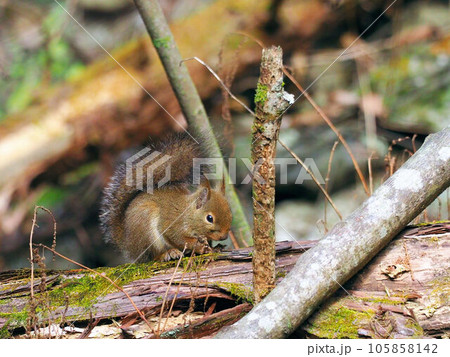 ニホンリス 105858142