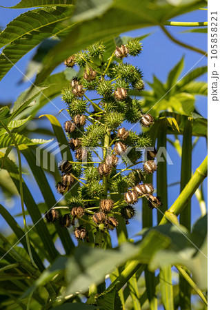 Green Castor Bean Plant 105858221