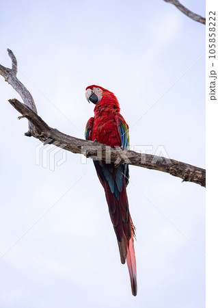 Adult Red and green Macaw Adult Red and green Macaw 105858222