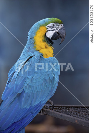Adult Blue-and-yellow Macaw Adult Blue-and-yellow Macaw 105858276