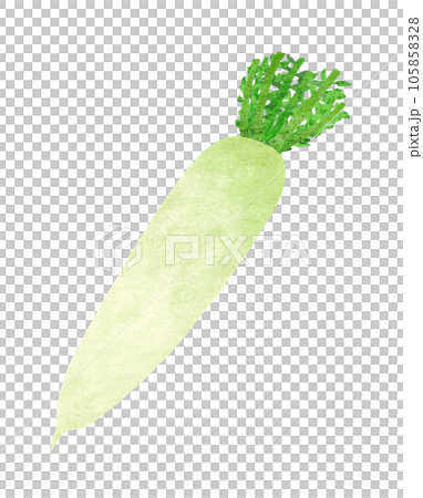 Radish hand-drawn illustration 105858328