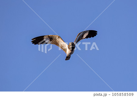 Animal Nacunda Nighthawk in fly 105858509