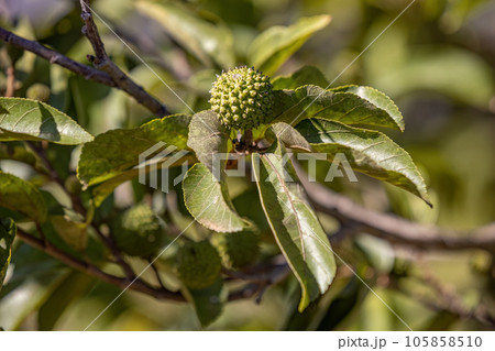 West Indian Elm Plant 105858510