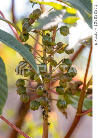 Green Castor Bean Plant 105858551