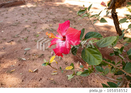 Red Hibiscuses Flower Red Hibiscuses Flower 105858552