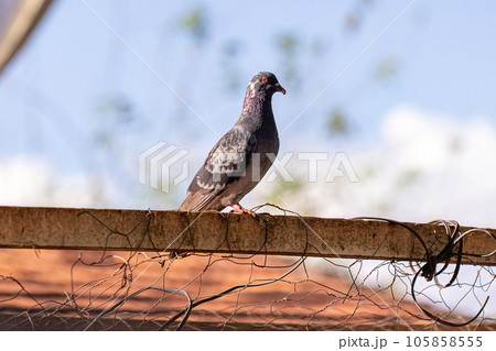 Animal Feral Pigeon Animal Feral Pigeon 105858555