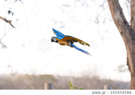 Adult Blue-and-yellow Macaw 105858566