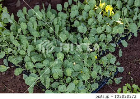seedlings of cabbage vegetable plant 105858572