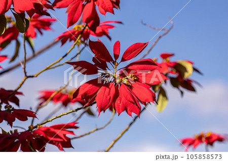 Poinsettia Flowering Plant 105858573