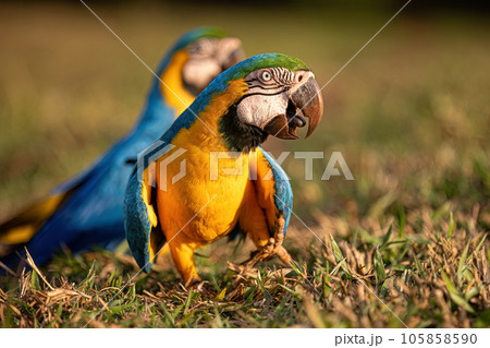 Adult Blue-and-yellow Macaw 105858590