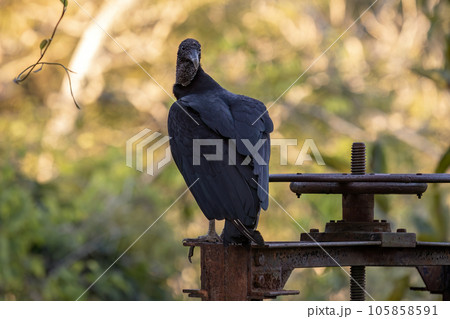 Animal Black Vulture 105858591