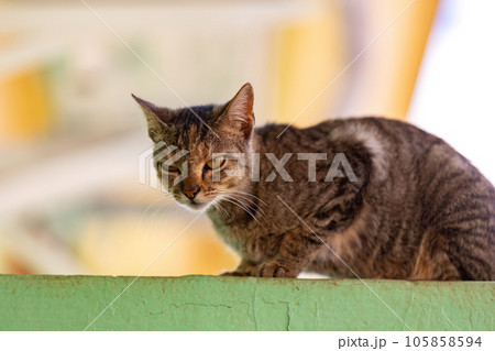 abandoned cat mammal feline animal abandoned cat mammal feline animal 105858594