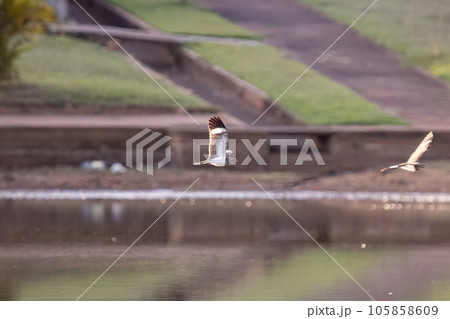 Animal Nacunda Nighthawk in fly 105858609
