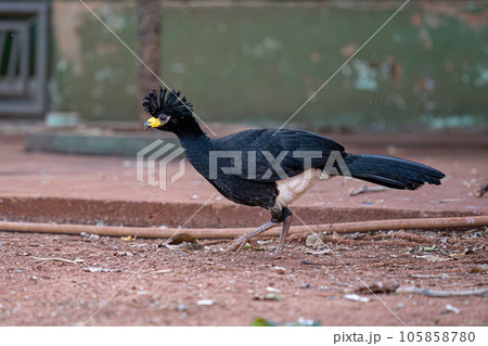 Male Adult Bare-faced Curassow 105858780